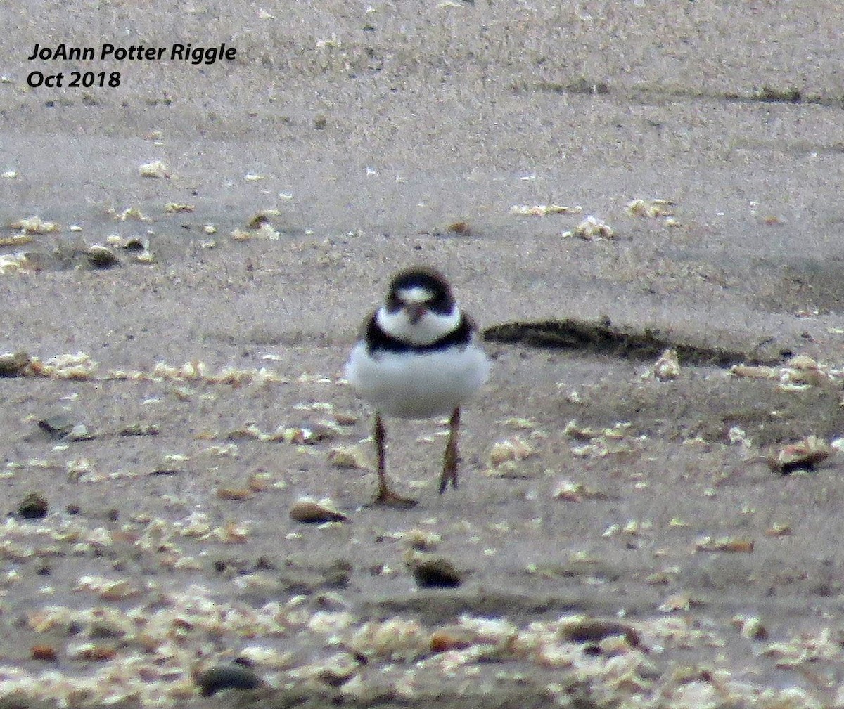 Semipalmated Plover - ML120737521