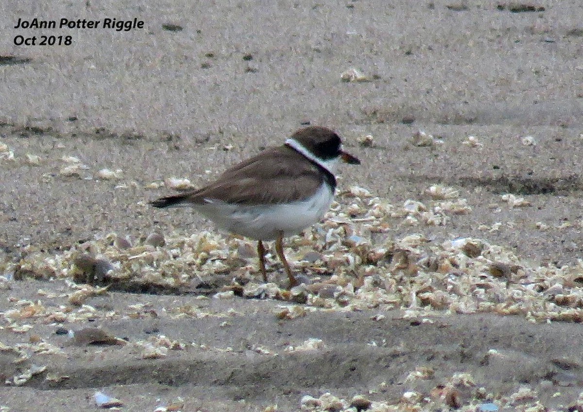 Semipalmated Plover - ML120737571