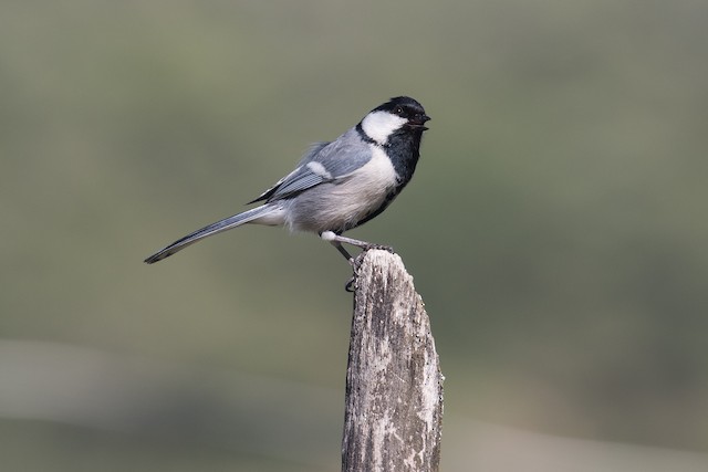 Great Tit (subspecies <em class="SciName notranslate">bokharensis</em>). - Great Tit (Turkestan) - 