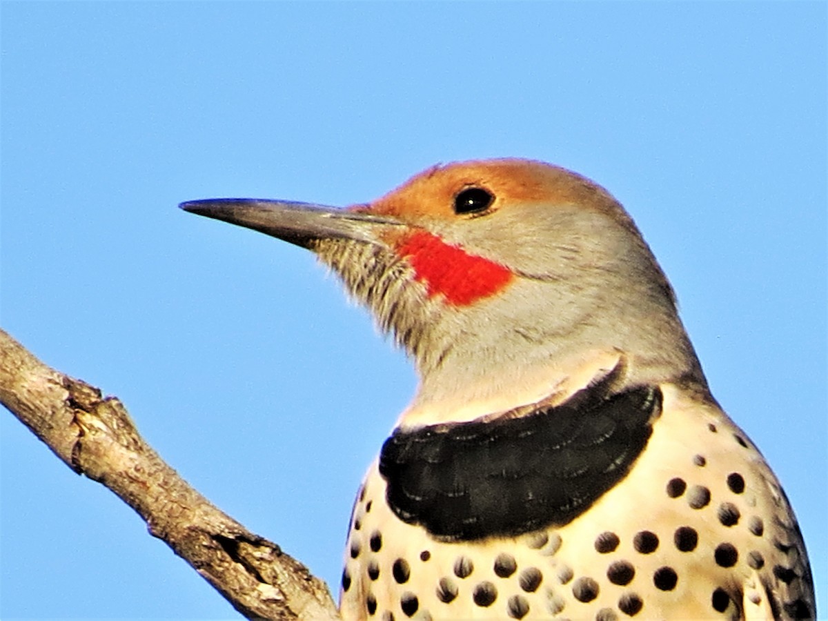 Northern Flicker (Red-shafted) - Rick Saxton