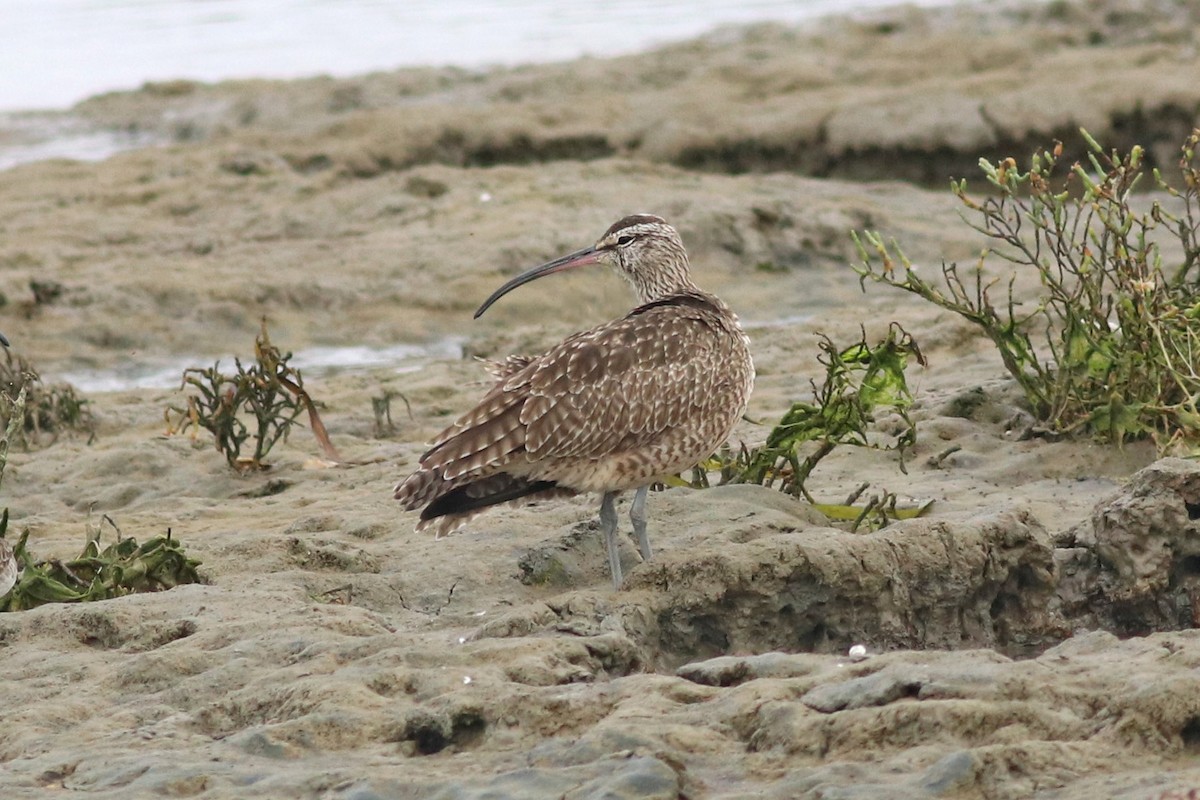 Whimbrel - J Tanner