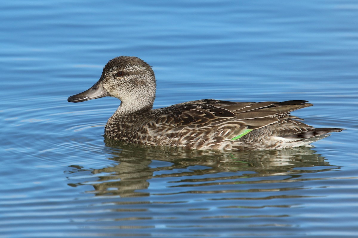 Green-winged Teal - ML120744091