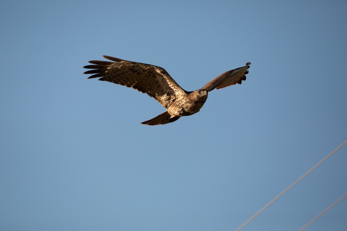 Red-tailed Hawk - ML120747231