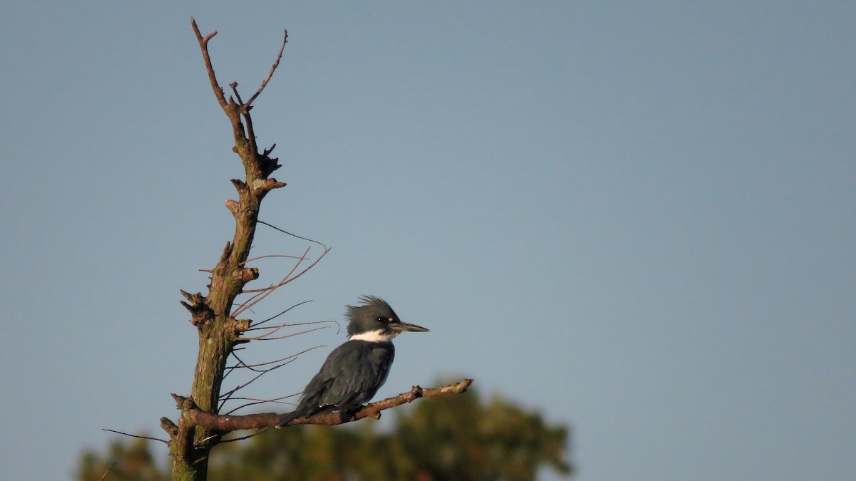 Belted Kingfisher - Neil Diaz