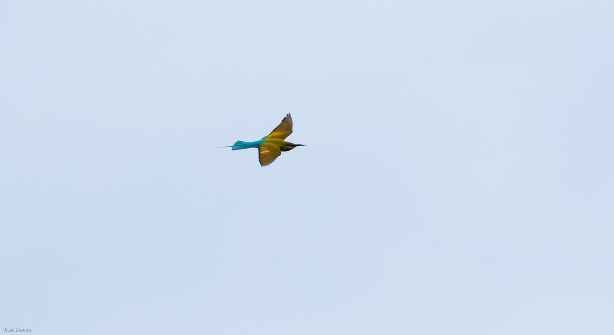 Blue-tailed Bee-eater - Vivek Menon
