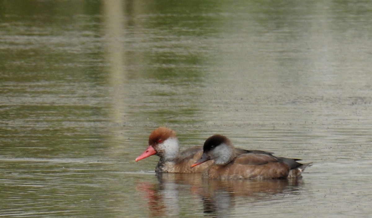 Red-crested Pochard - Anonymous