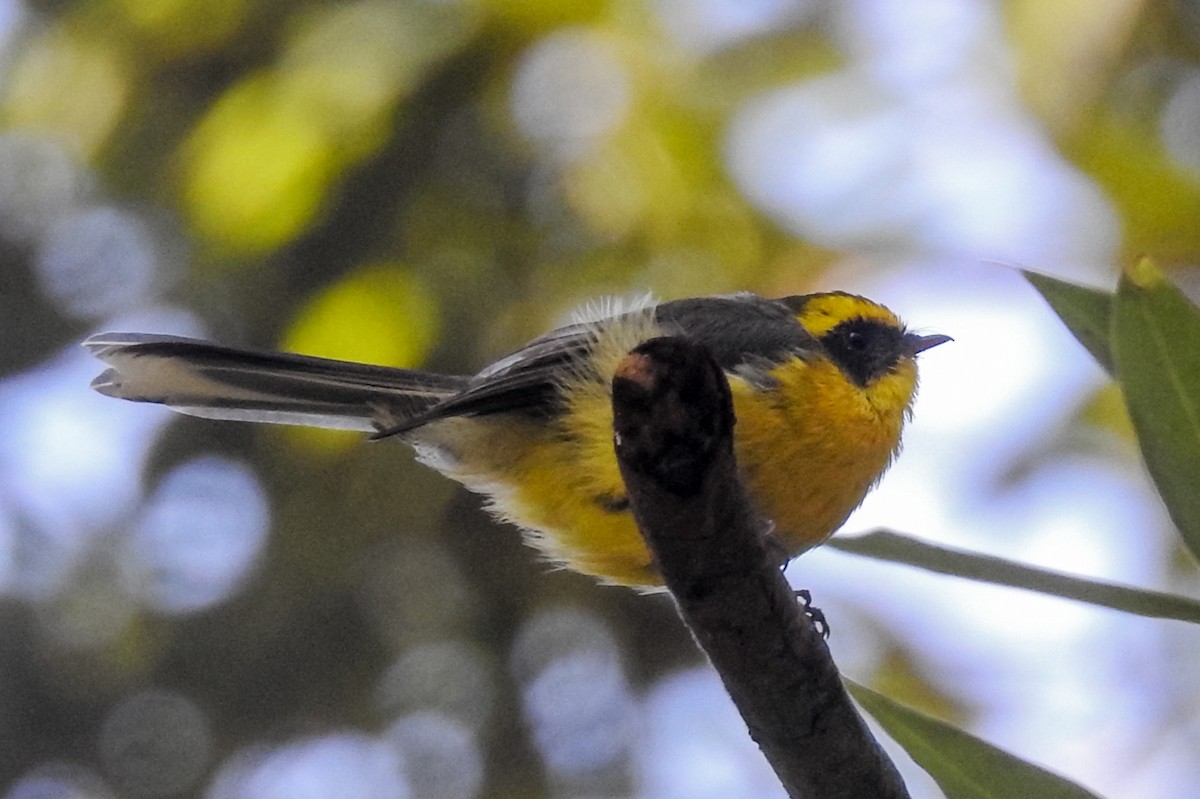 Yellow-bellied Fairy-Fantail - ML120752321