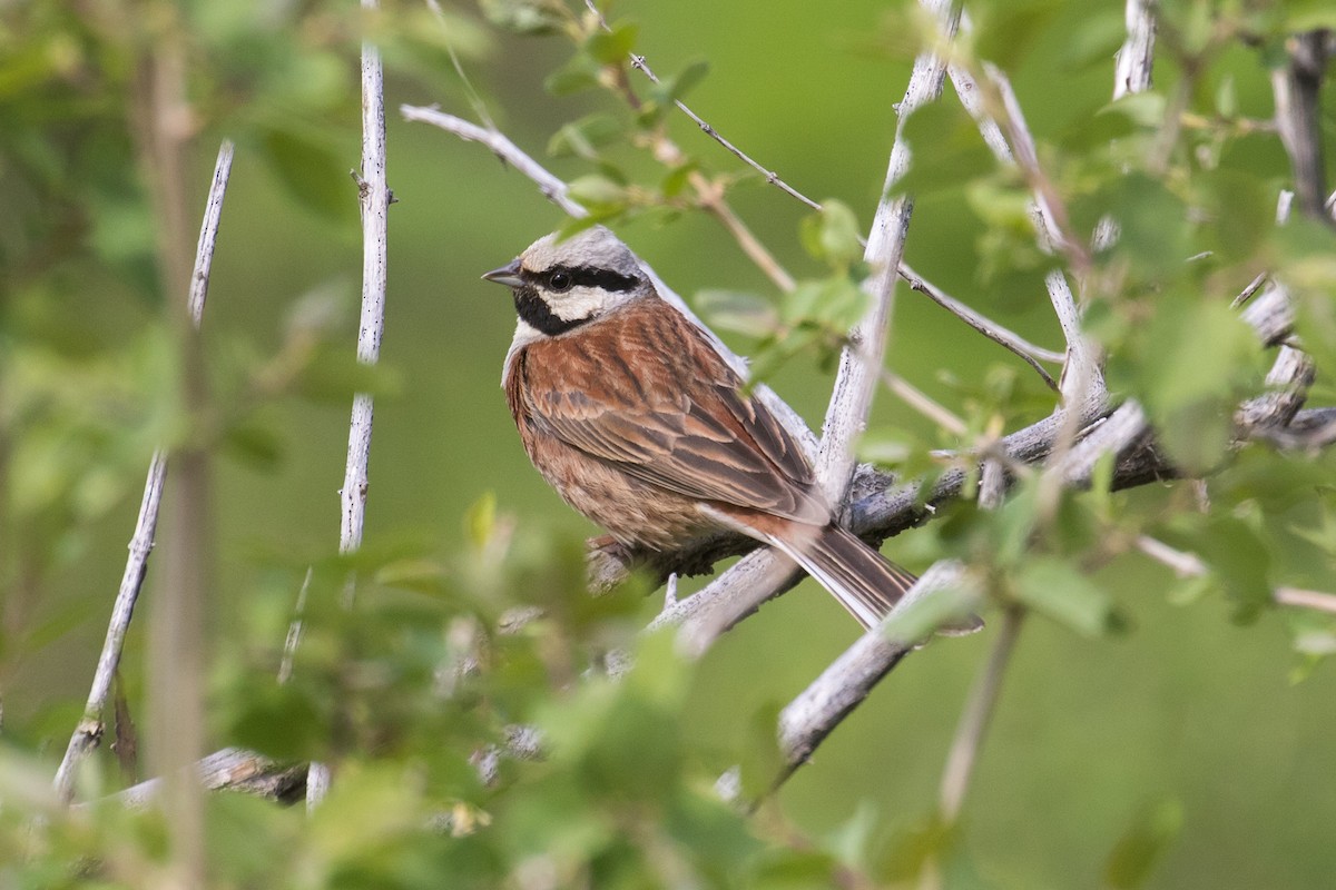 White-capped Bunting - James Kennerley