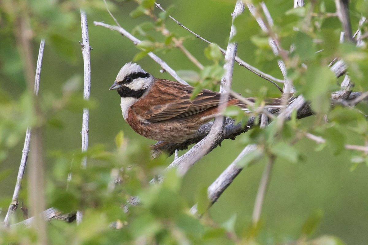 White-capped Bunting - ML120756431