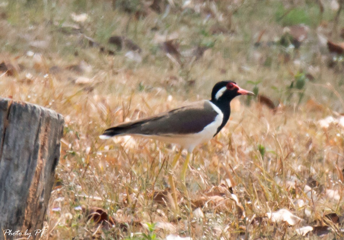 Red-wattled Lapwing - Pongthat Tanusa
