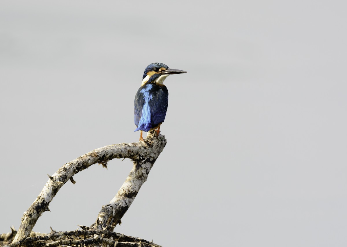 Common Kingfisher - Ramesh Desai