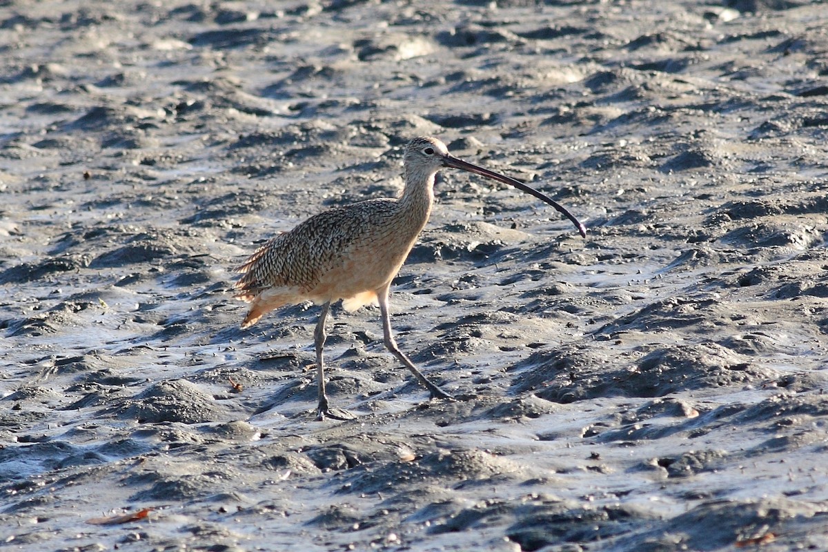 Long-billed Curlew - ML120760351