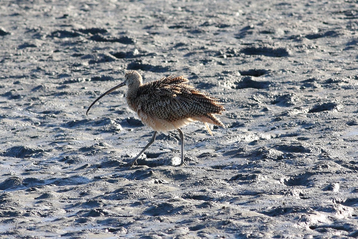 Long-billed Curlew - ML120760411