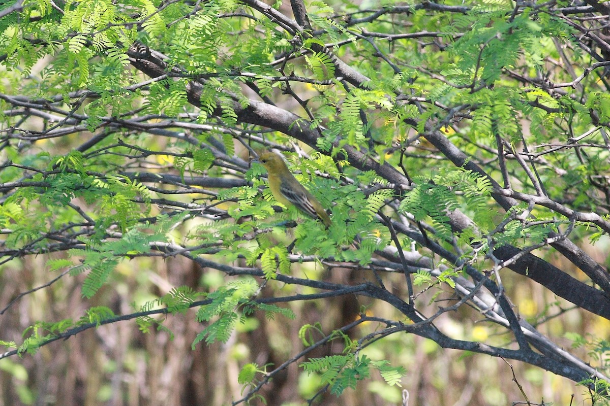 Orchard Oriole - ML120761371