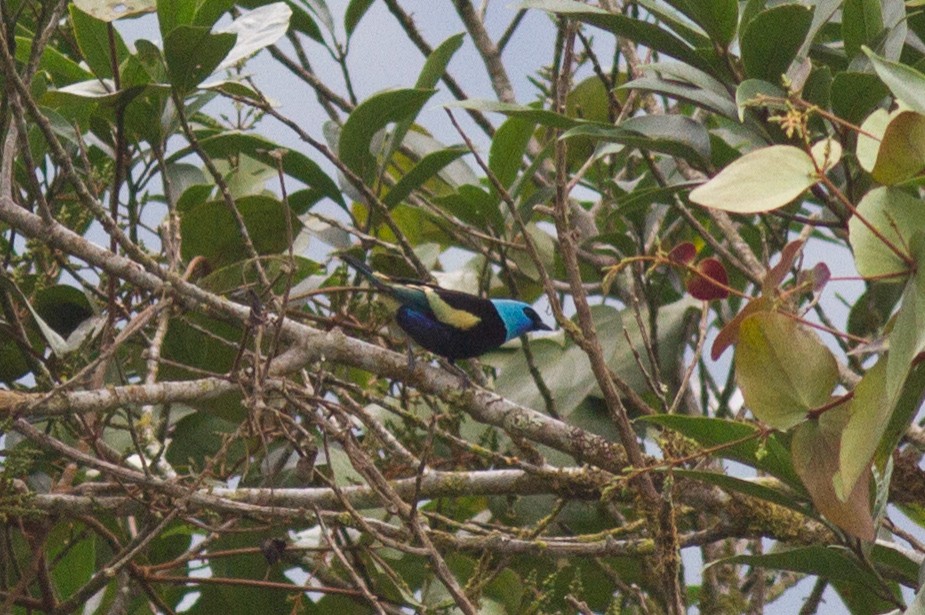 Blue-necked Tanager - ML120762401
