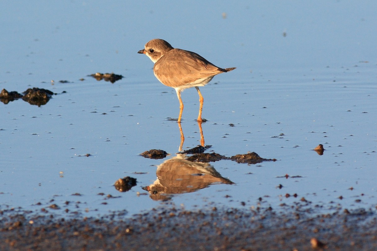 Semipalmated Plover - ML120763421