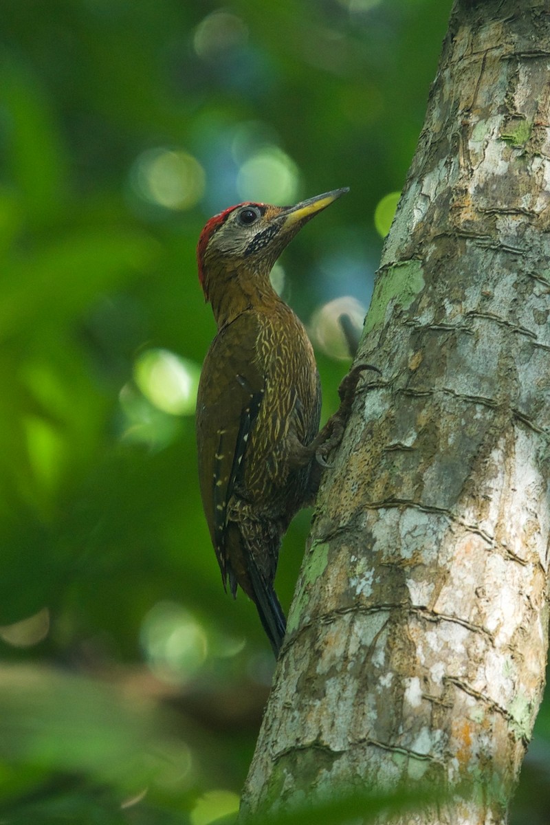 Streak-breasted Woodpecker - Qin Huang