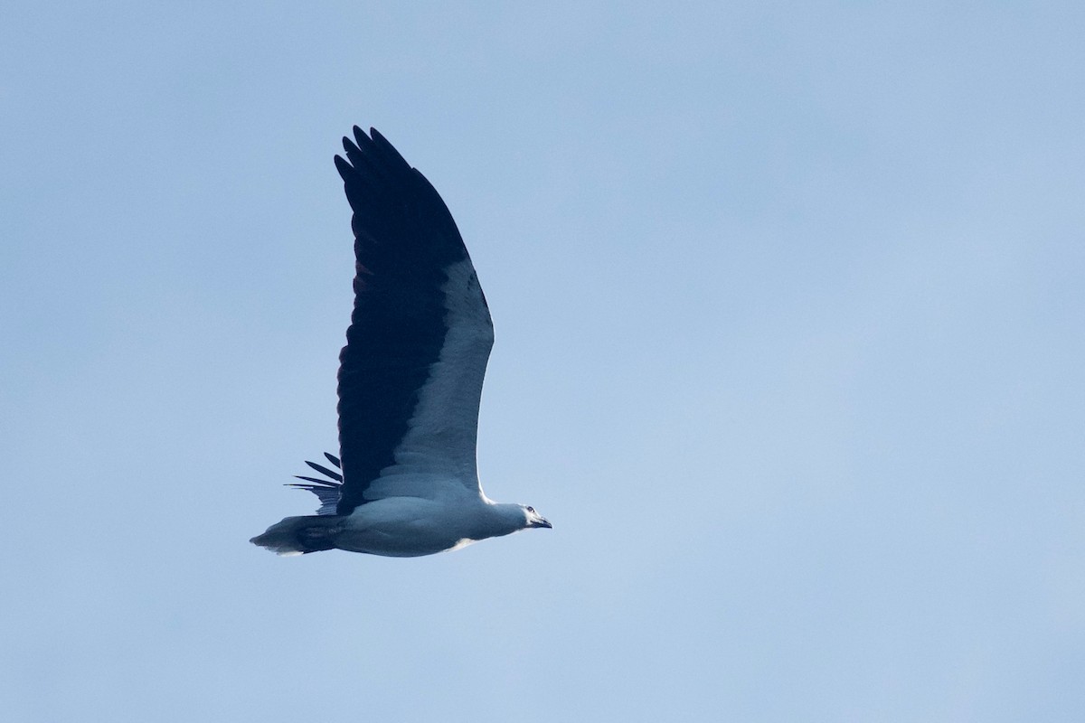 White-bellied Sea-Eagle - Qin Huang