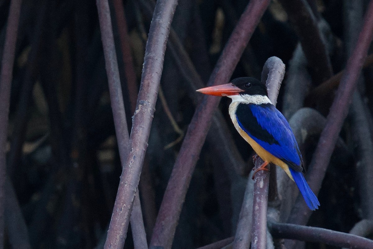 Black-capped Kingfisher - Qin Huang