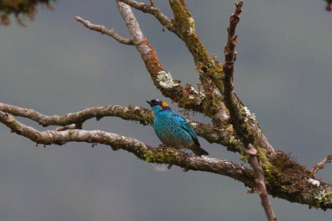 Golden-naped Tanager - ML120767051