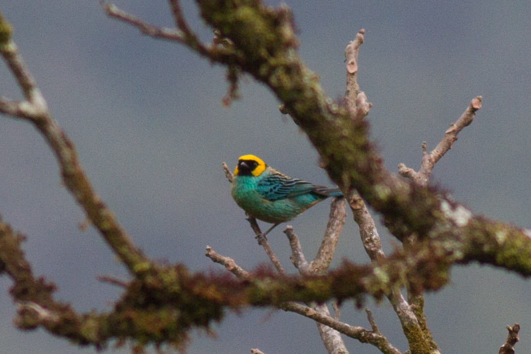 Saffron-crowned Tanager - ML120767101