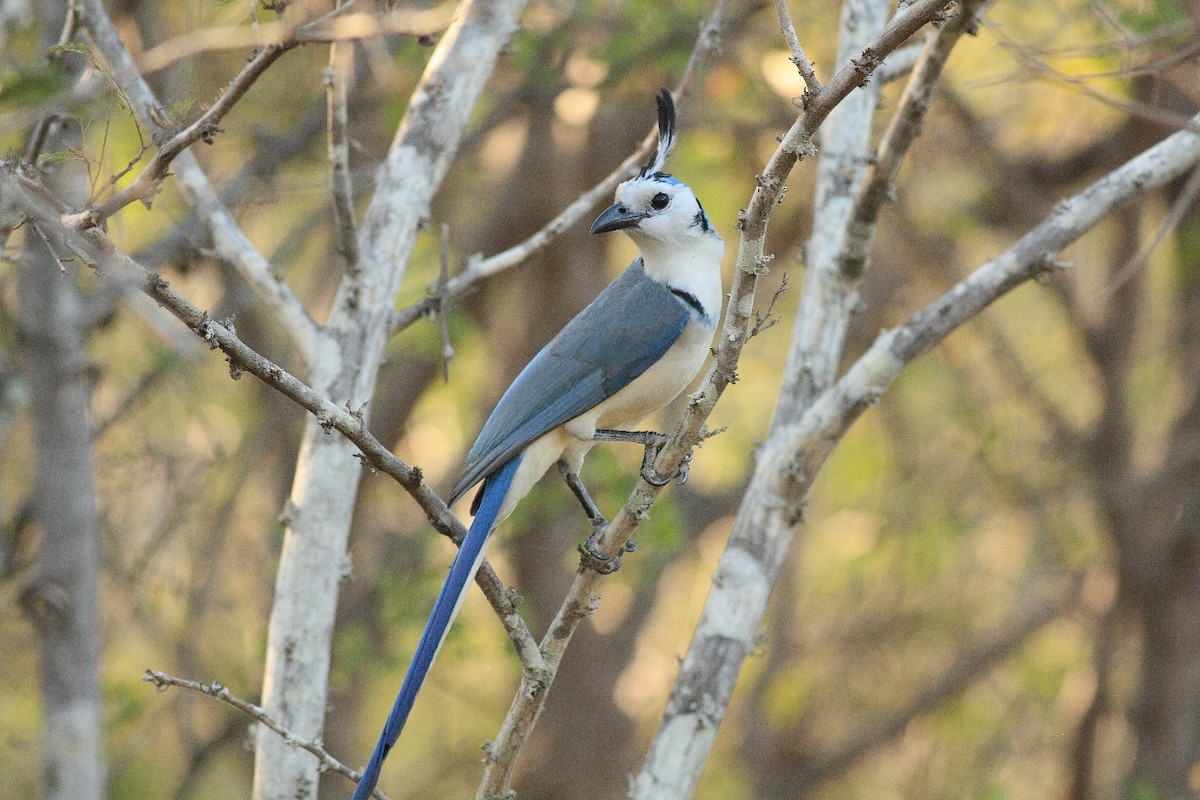 White-throated Magpie-Jay - Manfred Bienert