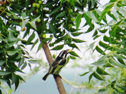 Spot-flanked Barbet - Holly Sweeney