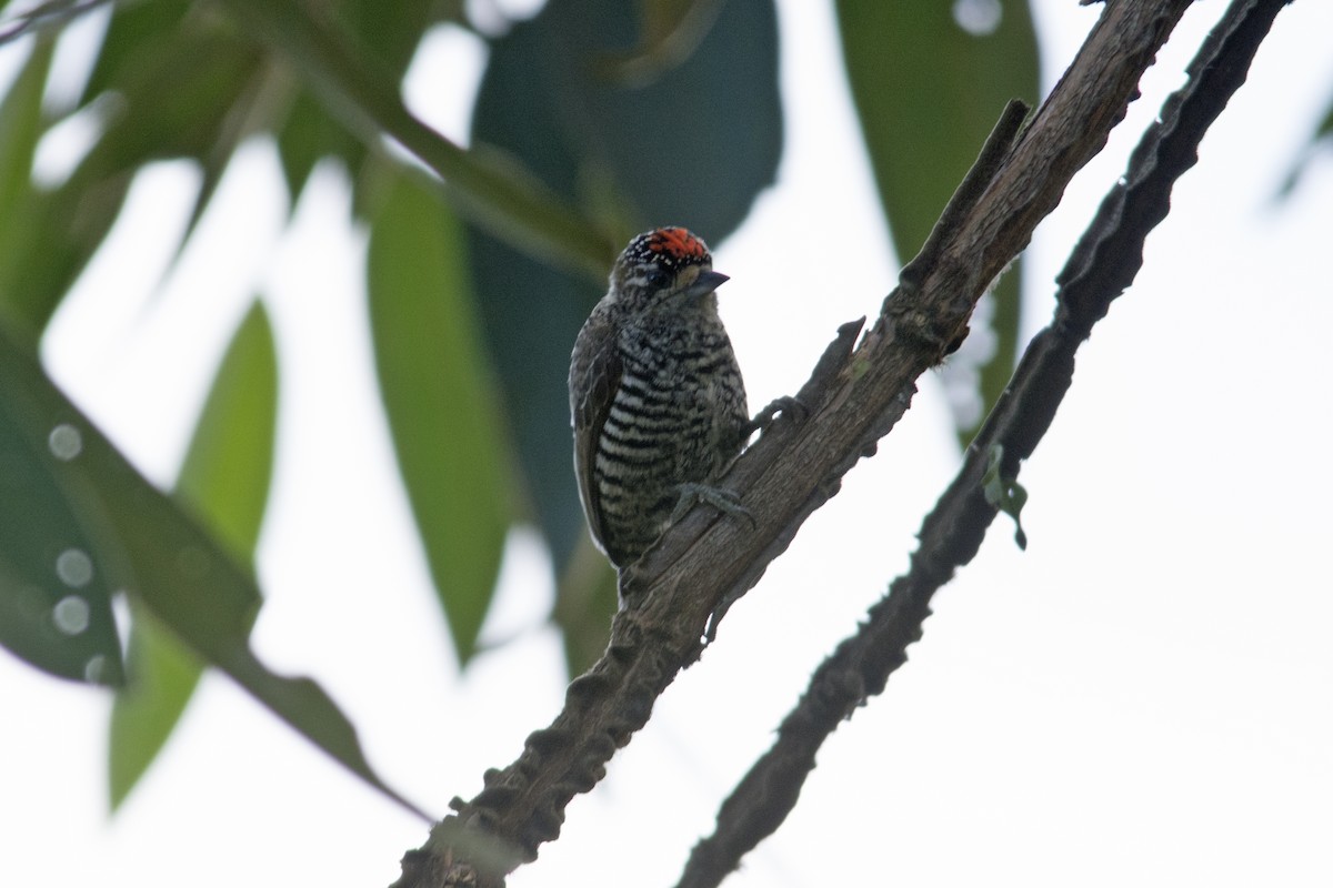White-barred Piculet - Marco Silva