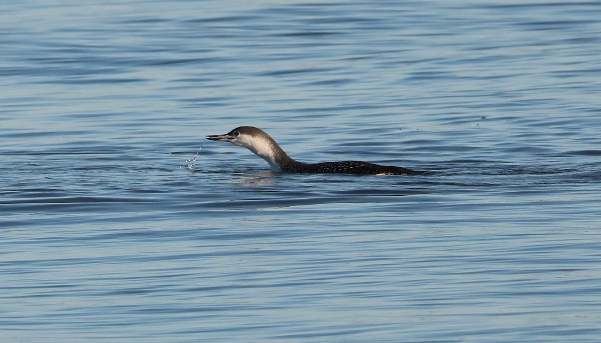 Red-throated Loon - ML120776701