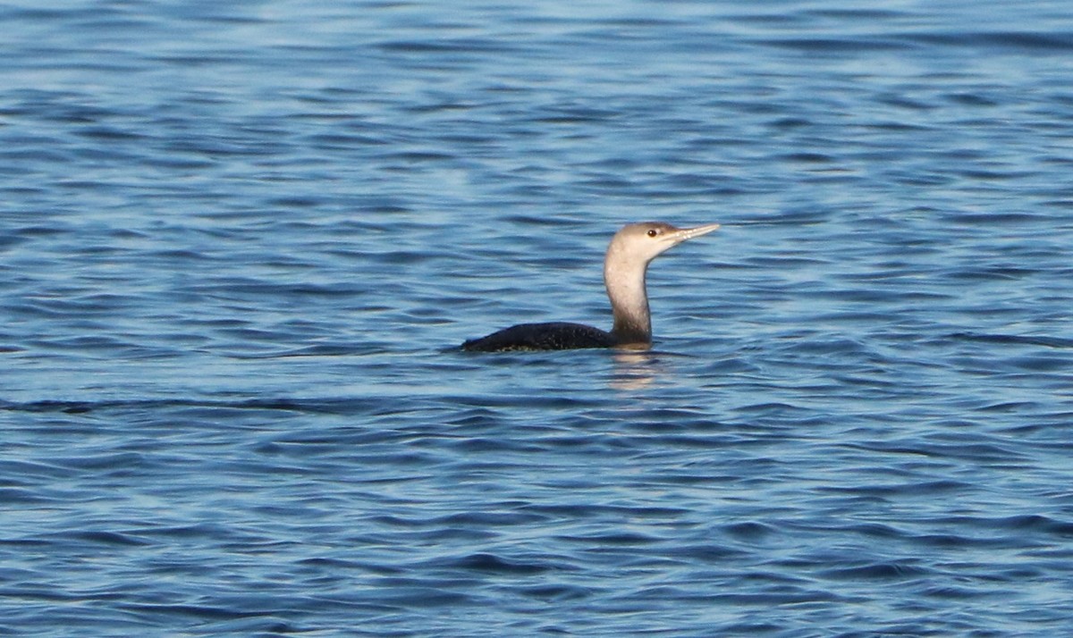 Red-throated Loon - ML120776721