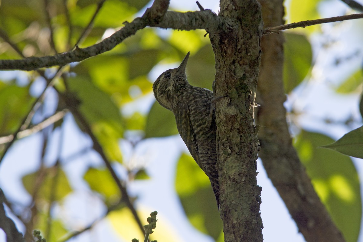 White-spotted Woodpecker - Marco Silva