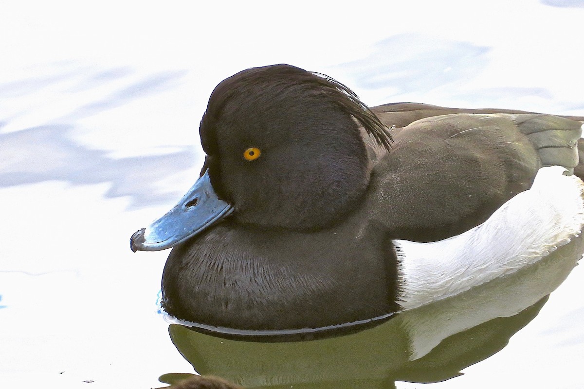 Tufted Duck - ML120780181