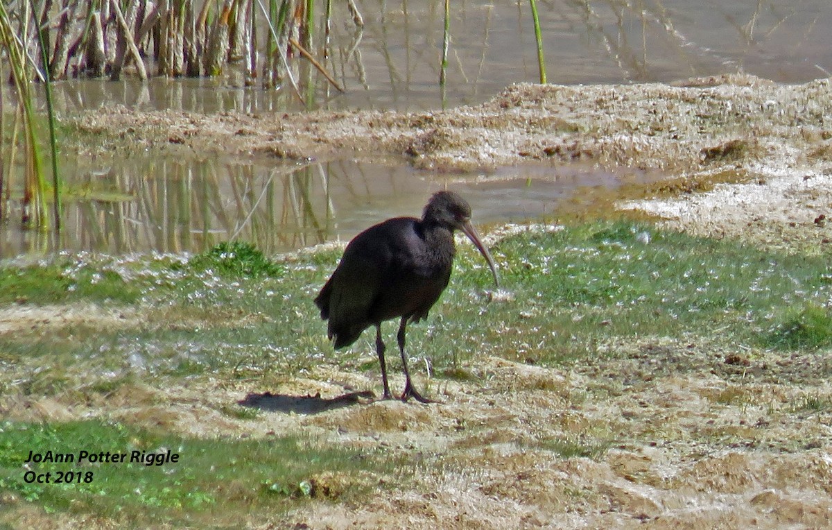 ibis andský - ML120780701