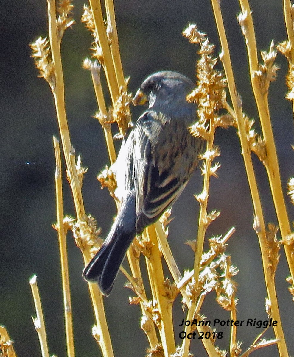 Band-tailed Seedeater - ML120781671