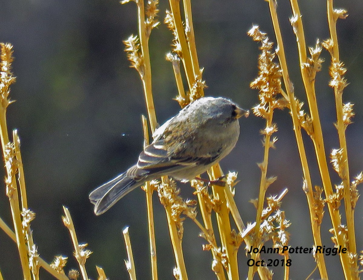 Band-tailed Seedeater - JoAnn Potter Riggle 🦤