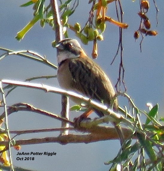 Rufous-collared Sparrow - ML120781721