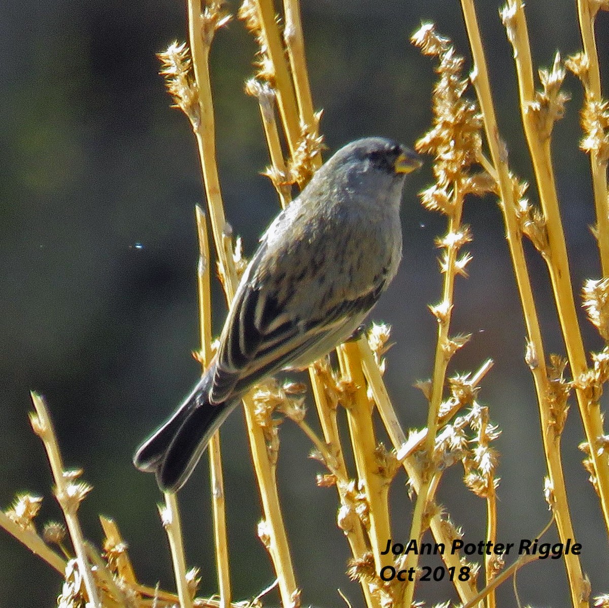 Band-tailed Seedeater - ML120781731