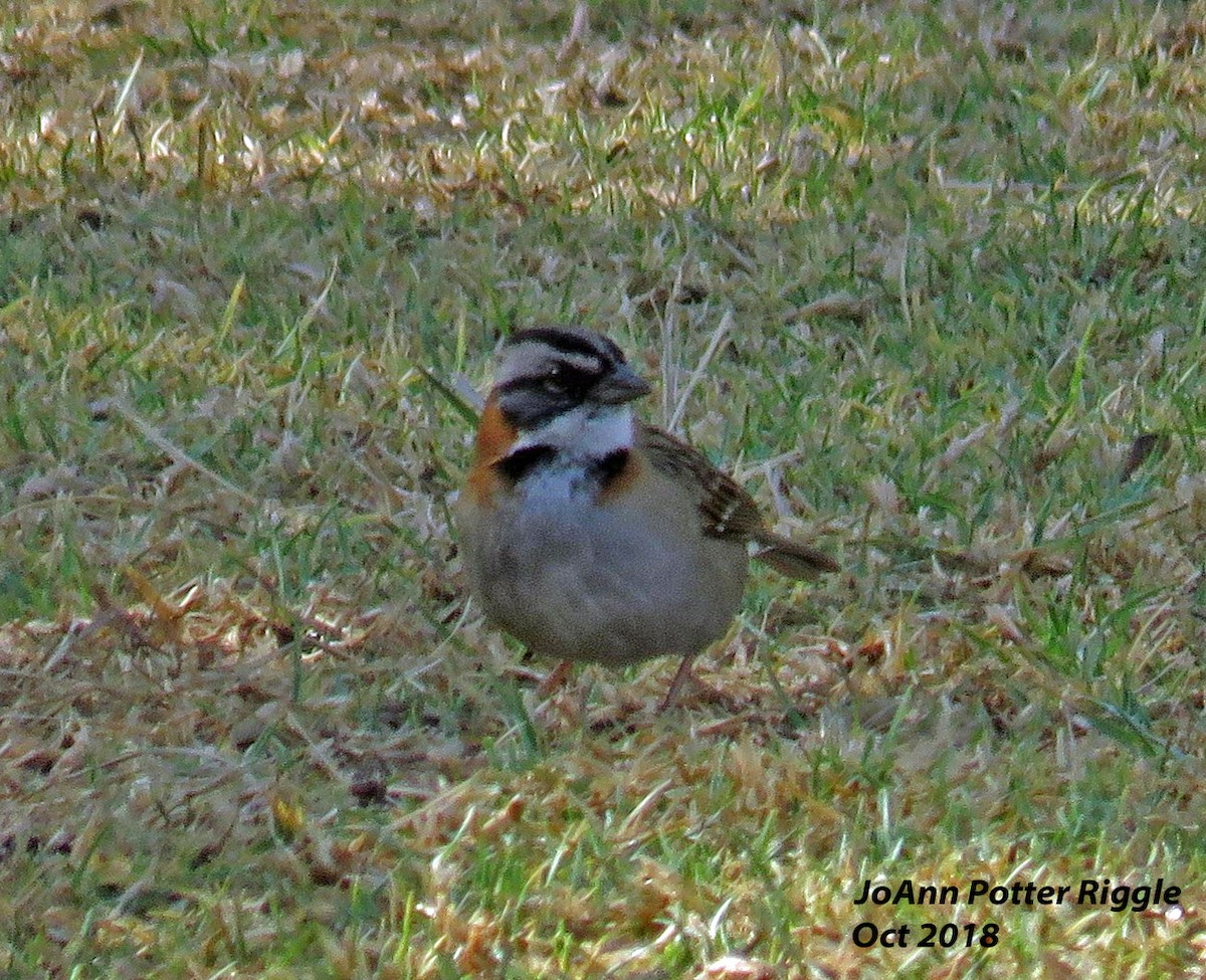 Rufous-collared Sparrow - ML120781781