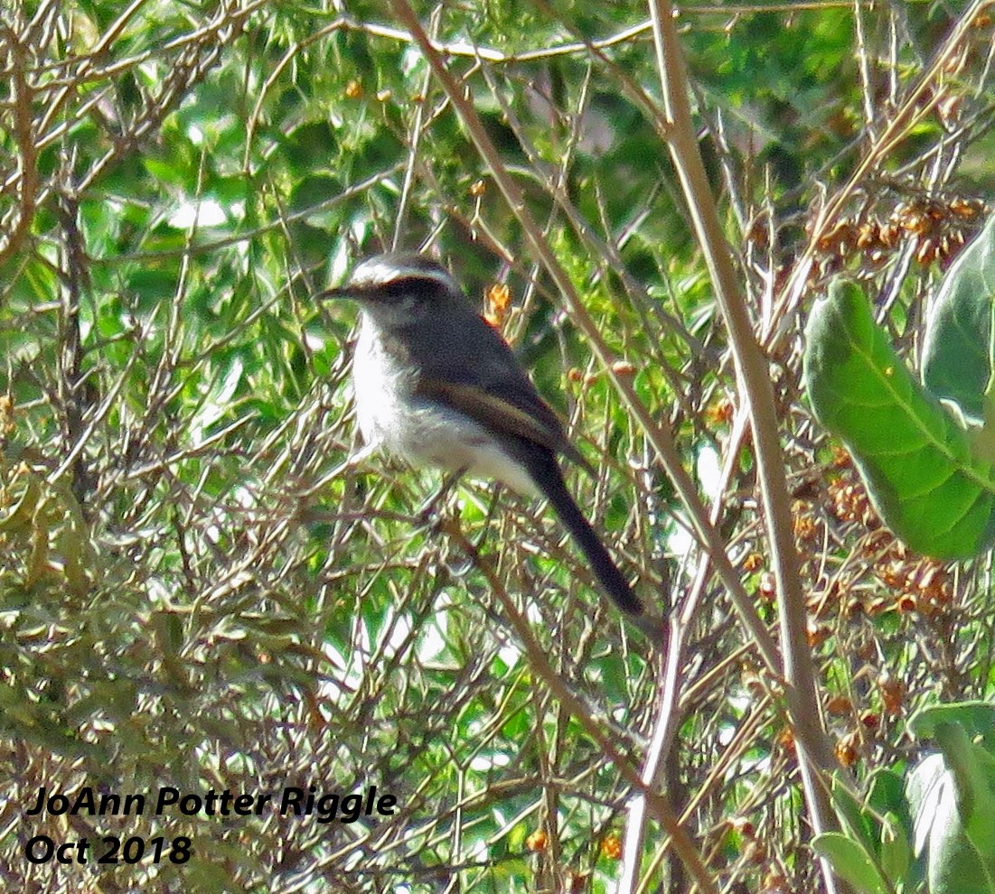 White-browed Chat-Tyrant - ML120782391