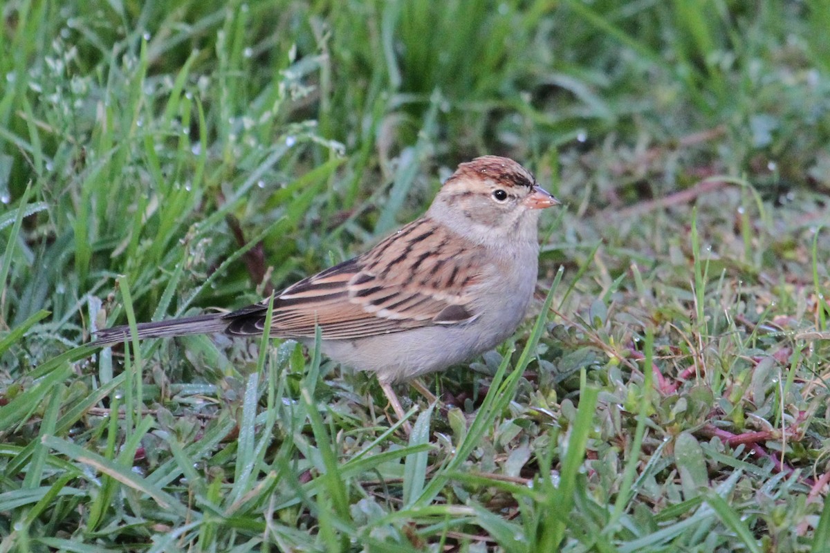 Chipping Sparrow - ML120782821