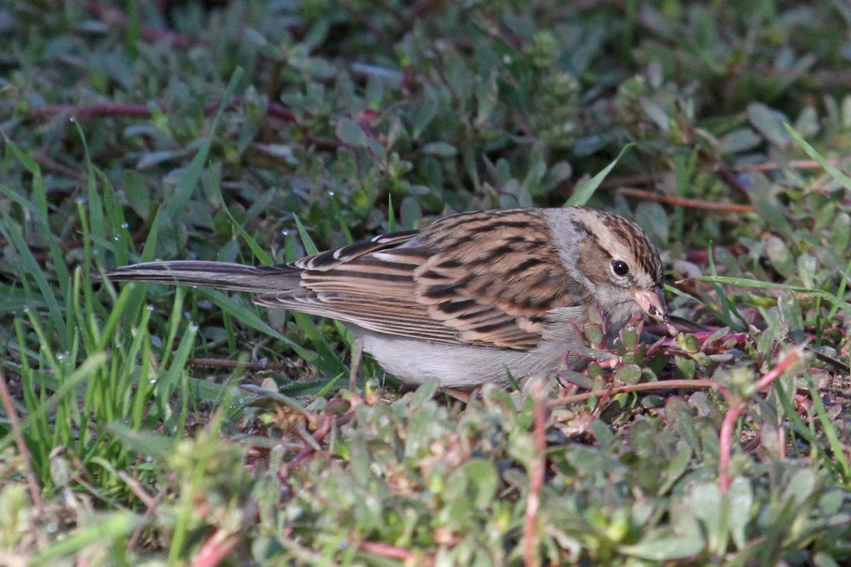 Chipping Sparrow - ML120782831