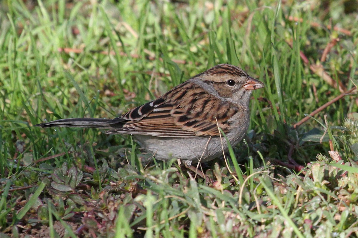 Chipping Sparrow - ML120782861