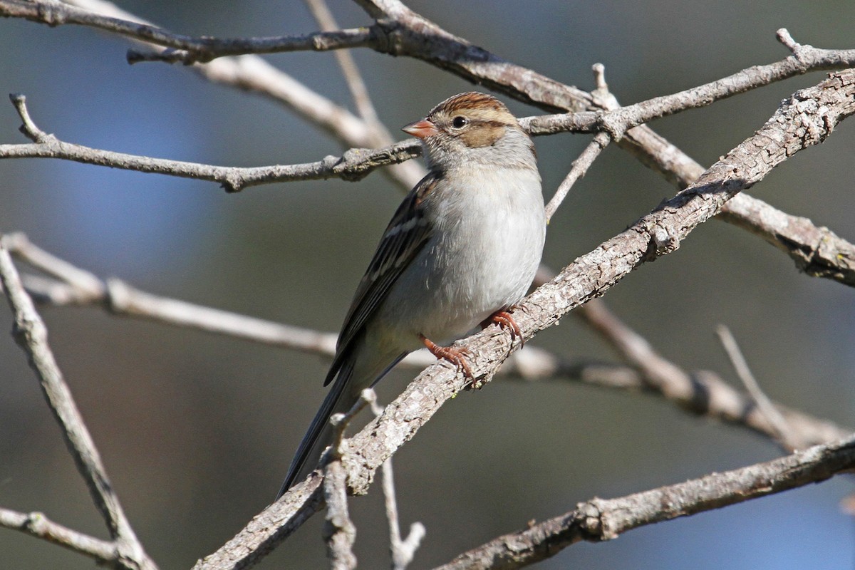 Chipping Sparrow - ML120782891