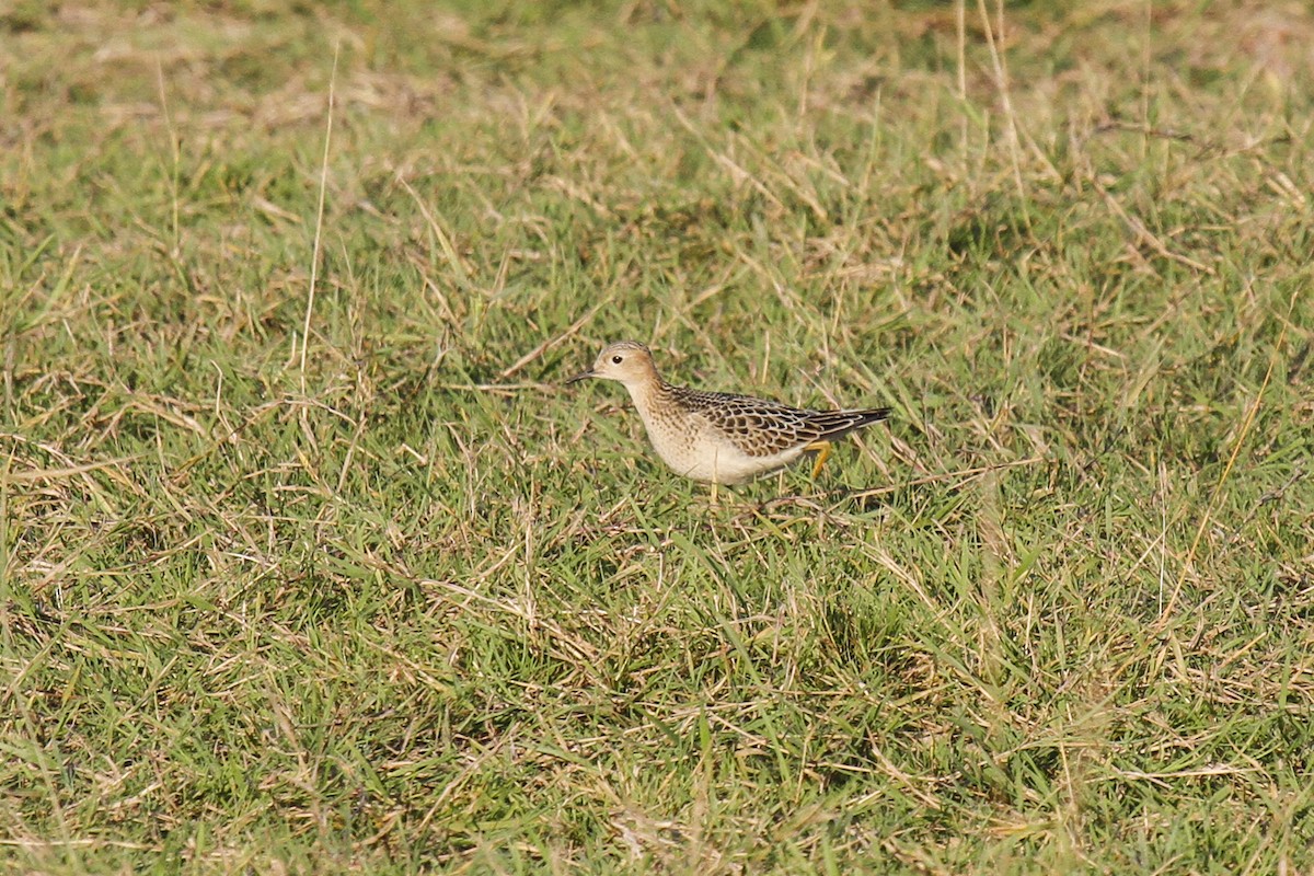 Buff-breasted Sandpiper - James Kennerley