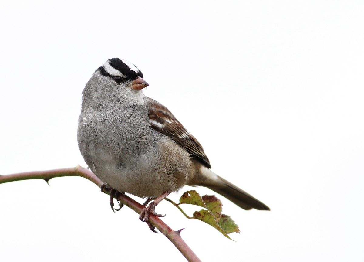 White-crowned Sparrow (Dark-lored) - ML120785381