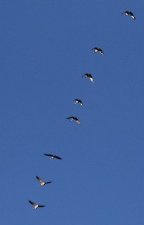 Cackling Goose (Richardson's), ML120787491