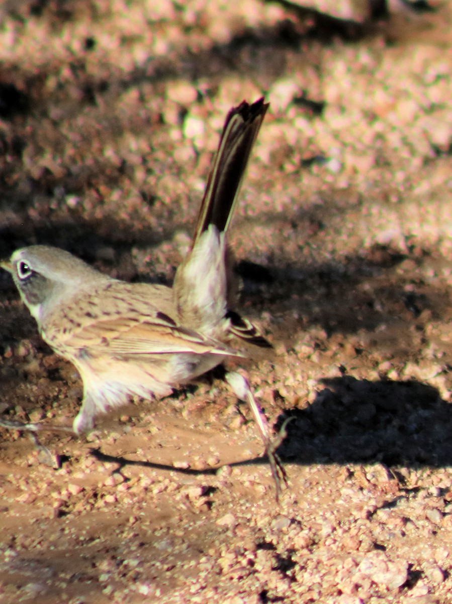 Sagebrush Sparrow - ML120794691