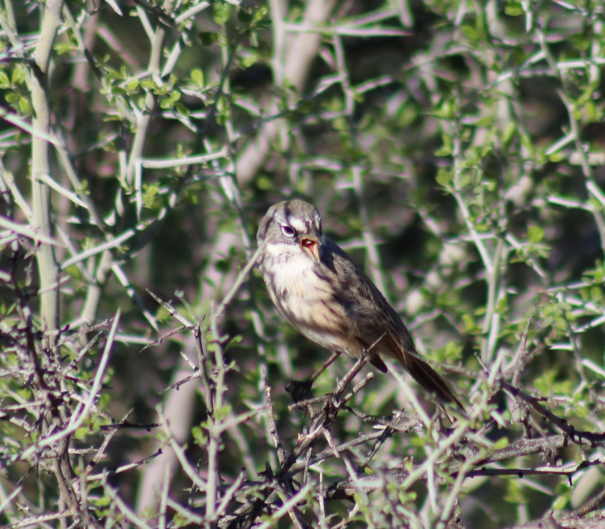 Sagebrush Sparrow - Diana Spangler