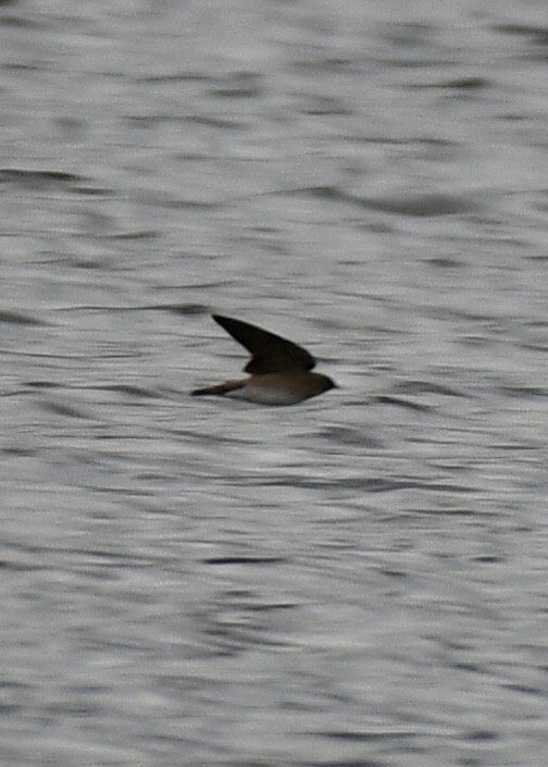 Northern Rough-winged Swallow - ML120797711