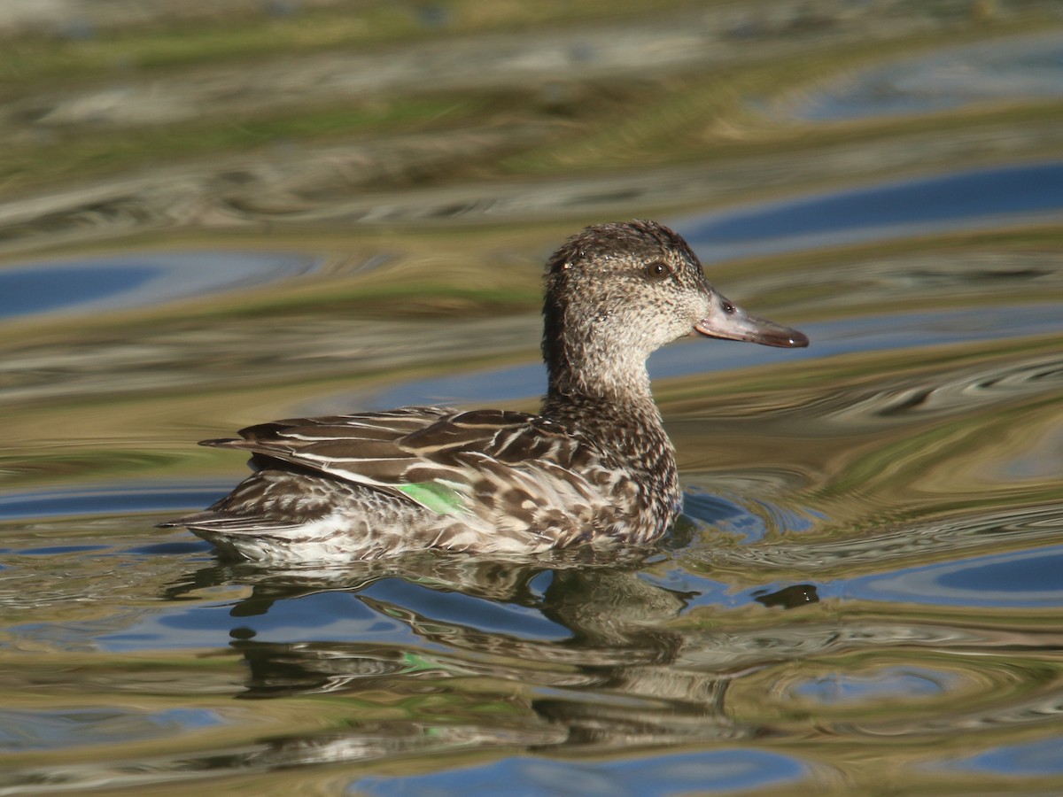 Green-winged Teal - ML120800251